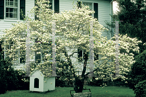 Picture of Cornus florida 'Plena'