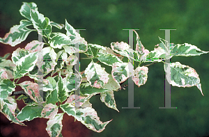 Picture of Cornus florida 'Welchii'