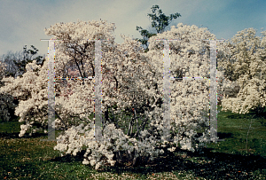 Picture of Magnolia stellata 'Waterlily'