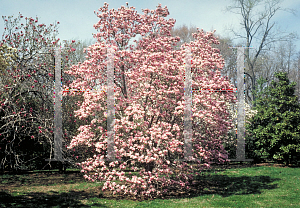 Picture of Magnolia x soulangiana 'Verbanica'