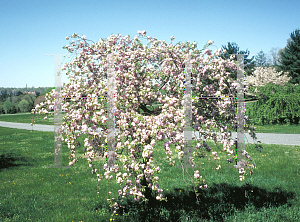 Picture of Prunus serrulata 'Kiku-Shidari'
