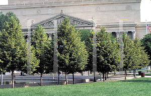 Picture of Tilia cordata 