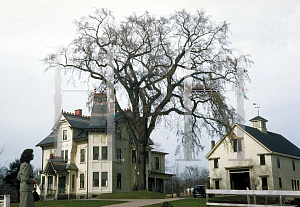 Picture of Ulmus americana 