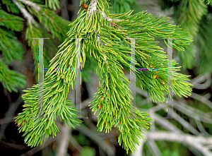 Picture of Abies lasiocarpa 