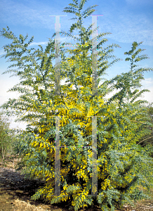 Picture of Acacia baileyana '~Species'