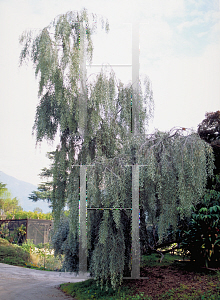 Picture of Acacia pendula 