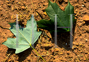 Picture of Acer saccharum ssp. leucoderme 