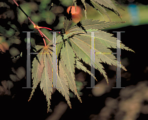 Picture of Acer palmatum (Matsumurae Group) 'Burgundy Lace'