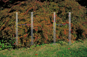 Picture of Acer palmatum (Dissectum Group) 'Ornatum'