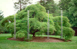 Picture of Acer palmatum (Dissectum Group) 'Dissectum'