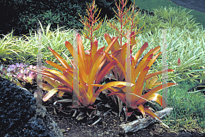 Picture of Aechmea blanchetiana 