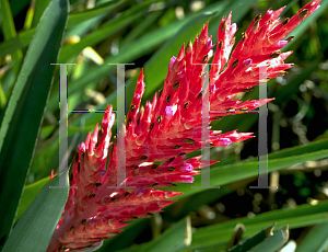 Picture of Aechmea distichantha 