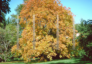 Picture of Aesculus glabra var. pallida 