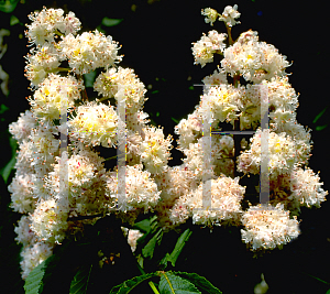 Picture of Aesculus hippocastanum 'Baumannii'