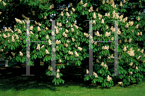 Picture of Aesculus hippocastanum 'Baumannii'