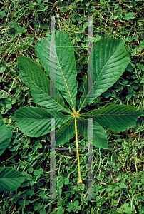 Picture of Aesculus hippocastanum 'Baumannii'