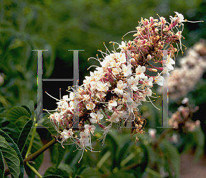 Picture of Aesculus californica 