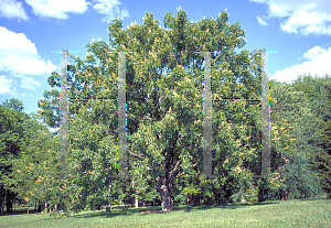 Picture of Aesculus glabra 