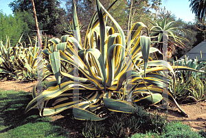 Picture of Agave americana 'Variegata'