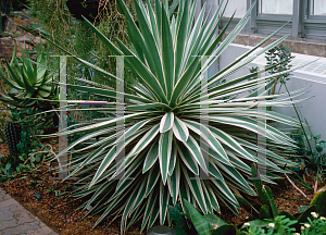 Picture of Agave angustifolia 'Marginata'