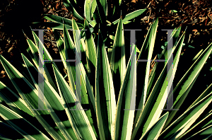 Picture of Agave angustifolia 'Marginata'