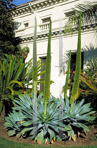 Picture of Agave attenuata 