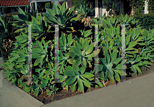 Picture of Agave attenuata 