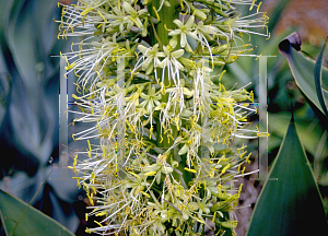 Picture of Agave attenuata 