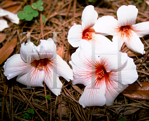 Picture of Aleurites fordii 