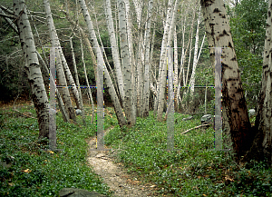 Picture of Alnus rhombifolia 