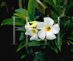 Picture of Allamanda bolivinensis 