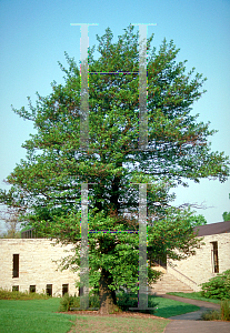 Picture of Alnus glutinosa 