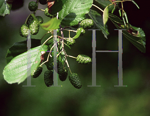 Picture of Alnus glutinosa 