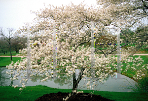 Picture of Amelanchier canadensis 