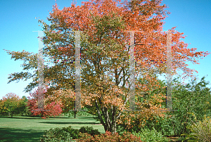 Picture of Amelanchier x grandiflora 'Strata'