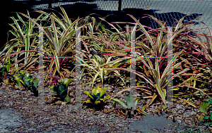 Picture of Ananas comosus 'Variegatus'