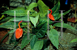 Picture of Anthurium andraeanum 