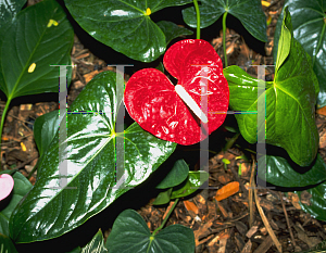 Picture of Anthurium andraeanum 