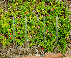 Picture of Aptenia cordifolia 