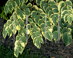 Picture of Aralia elata 'Variegata'