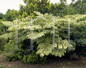 Picture of Aralia elata 'Variegata'