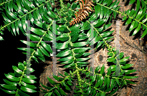 Picture of Araucaria bidwillii 