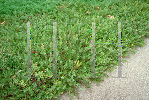 Picture of Arctostaphylos uva-ursi 