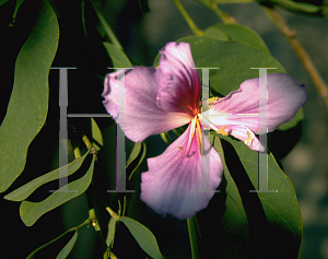 Picture of Bauhinia purpurea 