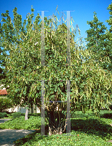 Picture of Bauhinia spp. 