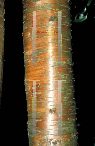 Picture of Betula alleghaniensis 