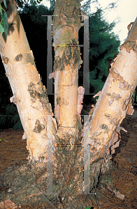 Picture of Betula nigra 