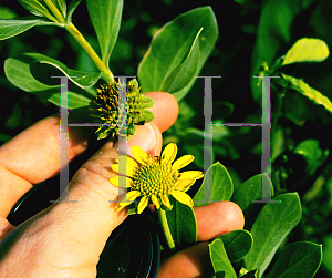 Picture of Borrichia arborescens 