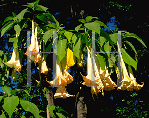 Picture of Brugmansia spp. 