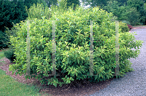 Picture of Callicarpa americana 